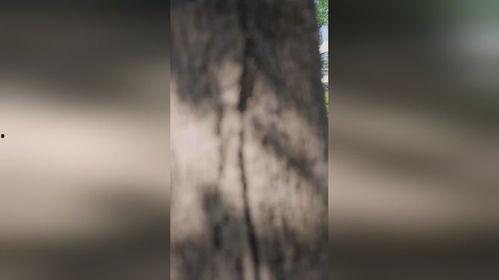 女婿回乡全村风光,全村风光尽收眼底